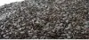 Picture of Wild Silam (वन सिलाम) - 100Gram