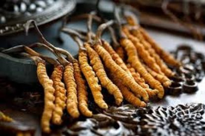 Picture of Yarsagumba/Cordyceps(यार्सागुम्बा)--1 piece