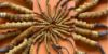 Picture of Yarsagumba/Cordyceps(यार्सागुम्बा)--1 piece